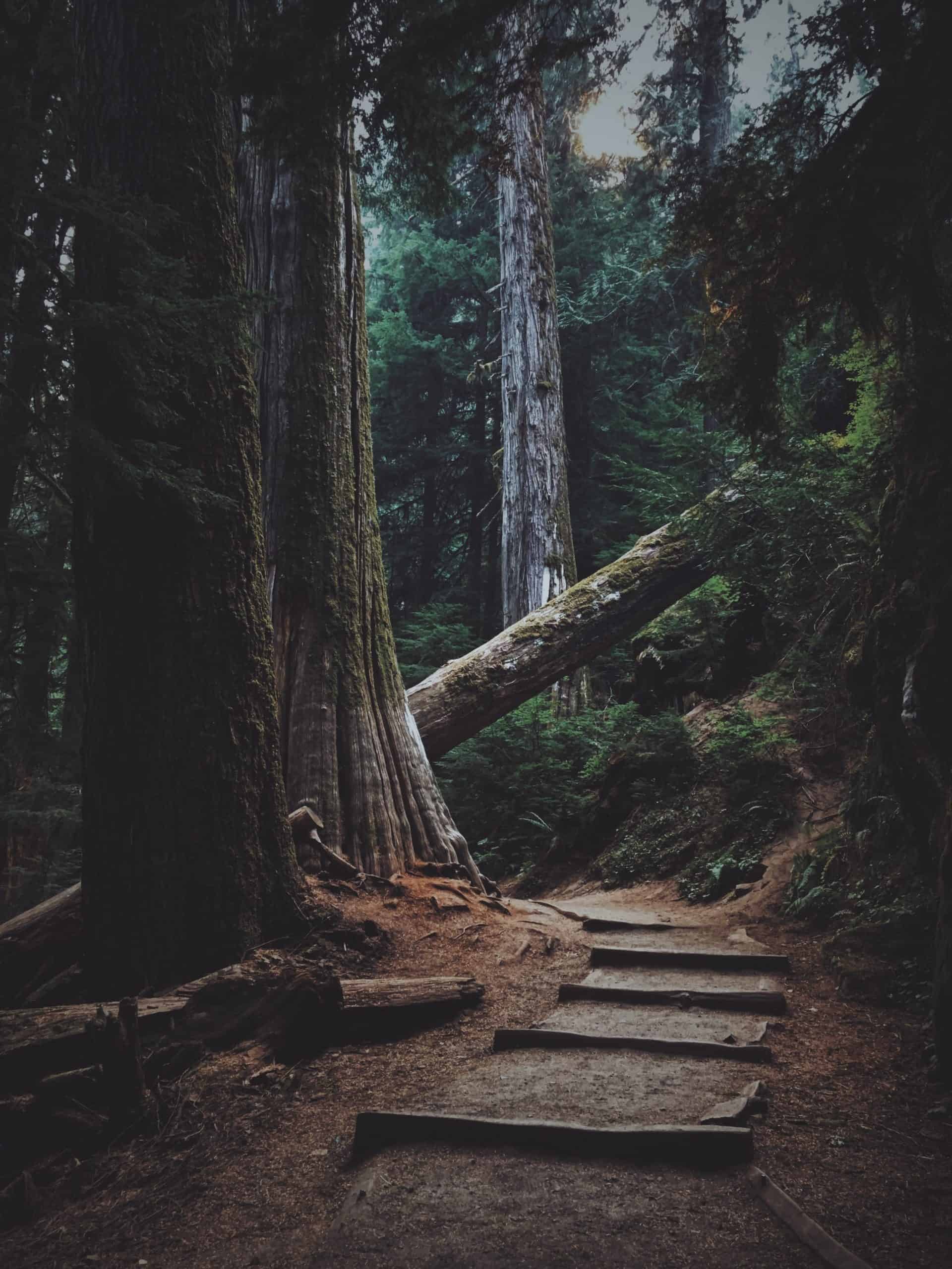 A pathway in the forest resembling how personal goal setting creates direction in life.